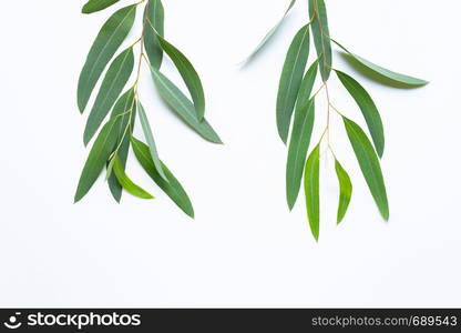 Eucalyptus leaves on white background.