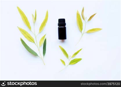 Eucalyptus oil bottle with leaves on white background.