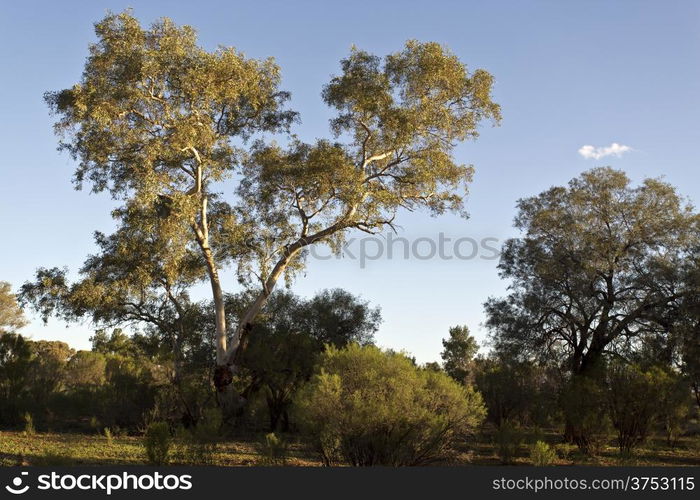 Eucalyptus or Gum Tree