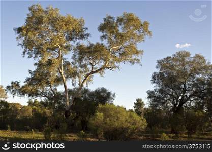 Eucalyptus or Gum Tree