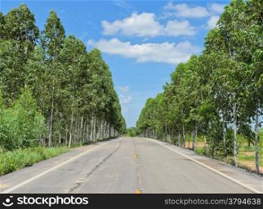 Eucalyptus plantation along the road