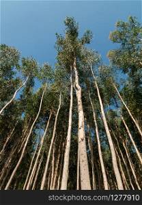 Eucalyptus plantation grown for paper or pulpwood. Low angle view. Galicia, Spain