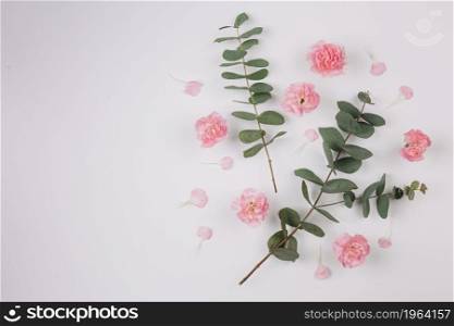 eucalyptus populus leaves twigs with pink carnations flowers isolated white background. High resolution photo. eucalyptus populus leaves twigs with pink carnations flowers isolated white background. High quality photo