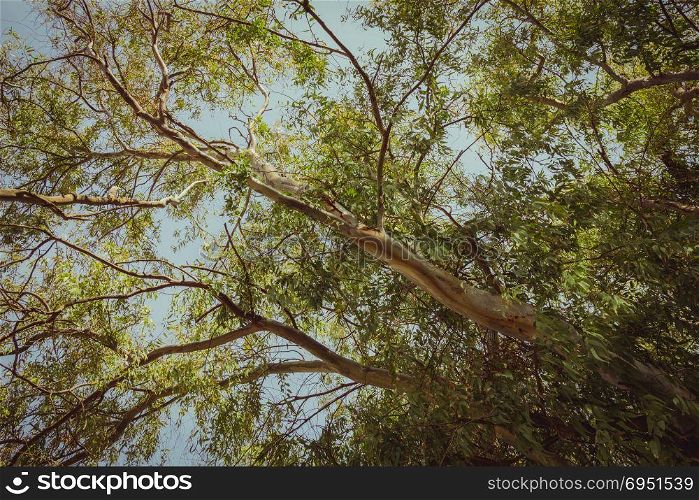 Eucalyptus tree from below