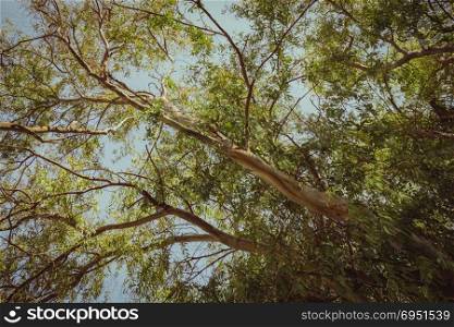 Eucalyptus tree from below