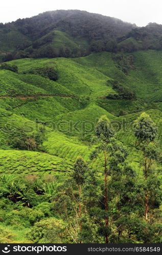 Eucalyptus trees and tea plantation in Cameron Highlands, Malaysia
