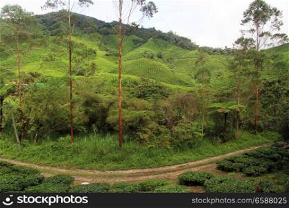 Eucalyptus trees and tea plantation, Malaysia