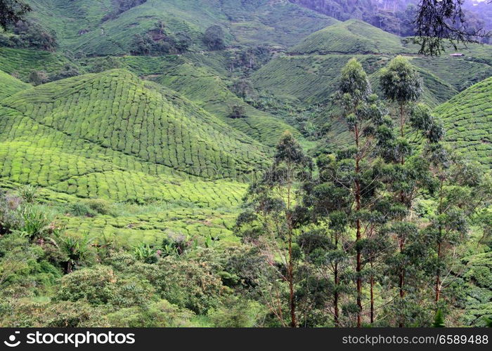 Eucalyptus trees and tea plantation on the hills in Cameron Highlands, Malaysia