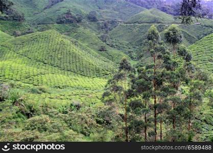 Eucalyptus trees and tea plantation on the hills in Cameron Highlands, Malaysia