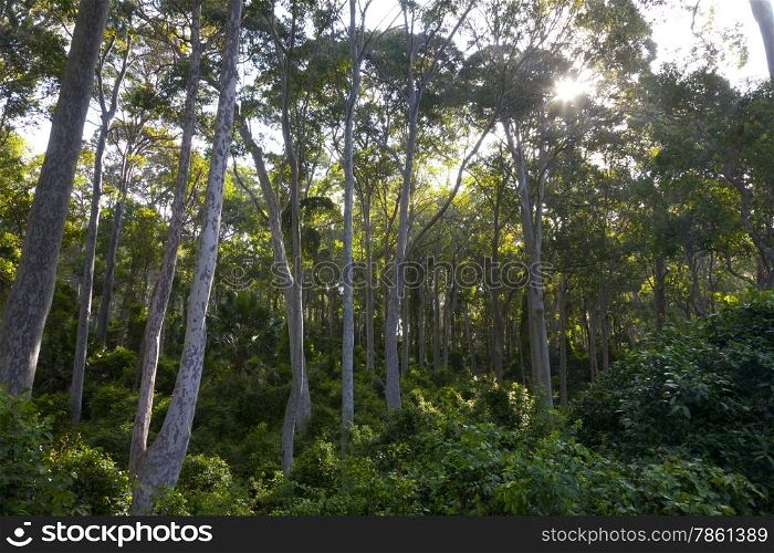 Eucalyptus trees in New South Wales Australia