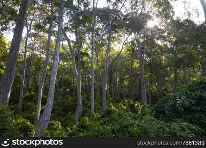 Eucalyptus trees in New South Wales Australia
