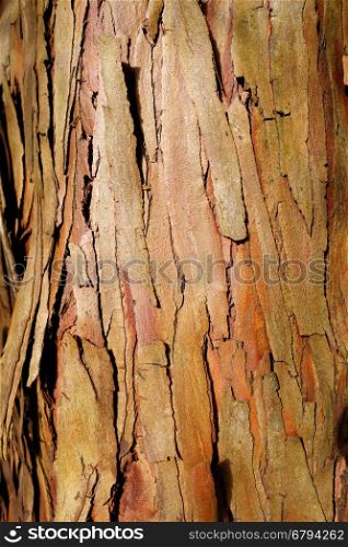 eucalyptus wood bark background texture wallpaper. eucalyptus wood bark texture