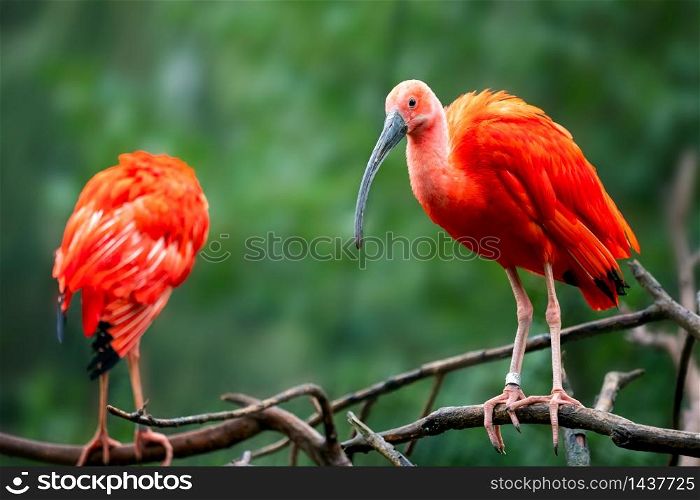 Eudocimus ruber on tree branch. Four bright red birds Scarlet Ibis.. Eudocimus ruber on tree branch. Four bright red birds Scarlet Ibis