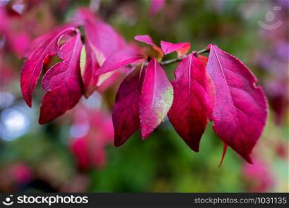 Euonymus alatus red leaves in autumn