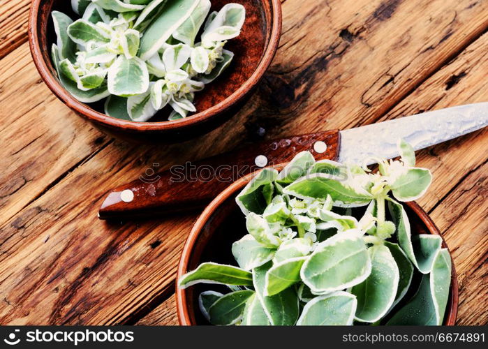 Euphorbia - an ancient means of folk medicine. Wild medicinal plant spurge, used in folk medicine.