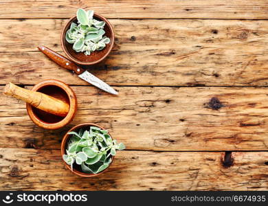 Euphorbia - an ancient means of folk medicine. Wild medicinal plant spurge, used in folk medicine.