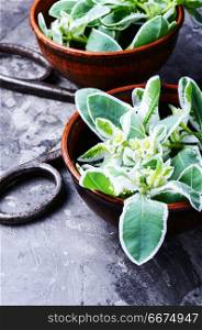 Euphorbia - an ancient means of folk medicine. Wild medicinal plant spurge, used in folk medicine.