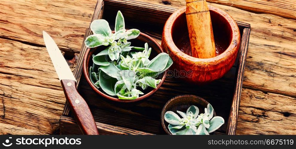 Euphorbia - an ancient means of folk medicine. Wild medicinal plant spurge, used in folk medicine.