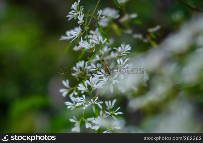 Euphorbia Ieucocephala Lotsy White leaves Christmas in the nature background (White Christmas, Pascuita, white-lace Lotsyd euphorbia)