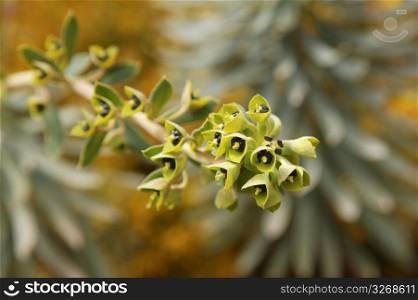 Euphorbia milky wild plant selective focus