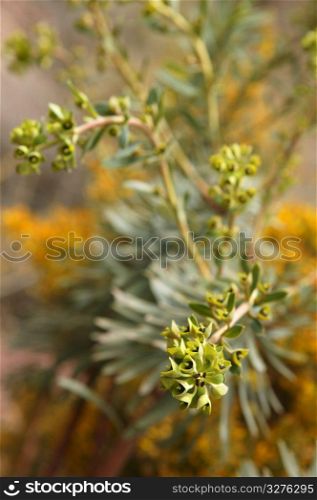 Euphorbia milky wild plant selective focus