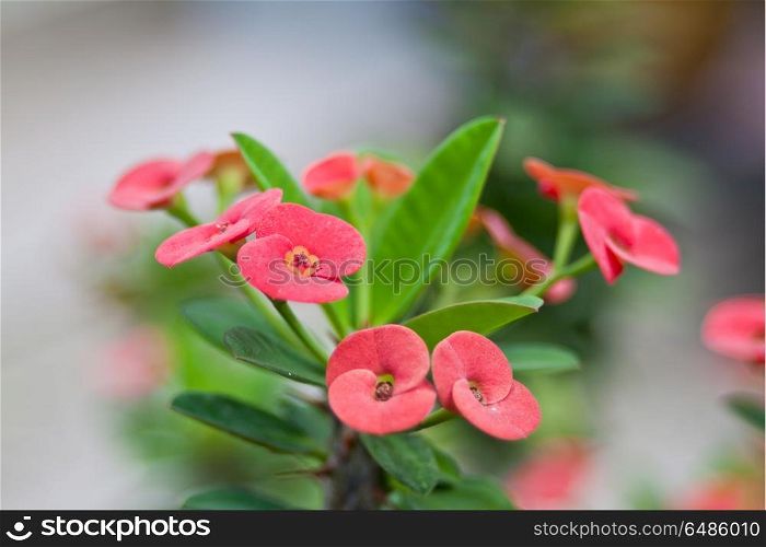 Euphorbia milli Desmoul or crown of thorns
