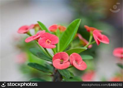 Euphorbia milli Desmoul or crown of thorns