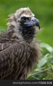 "Eurasian Black Vulture (Aegypius monachus) also known as the Black Vulture, Monk Vulture, or the Cinereous Vulture. It is a member of the family Accipitridae, which also includes many other diurnal raptors such as kites, buzzards and harriers. It is the largest bird of prey (Falconiformes) in the worldIt breeds in high mountains and large forests, nesting in trees or occasionally on cliff ledges. It has all dark blackish-brown plumage, and even at a distance can be distinguished from Griffon Vulture by its evenly broad "barn door" wings. It has the typical vulture unfeathered bald head (actually covered in fine down), and dark markings around the eye give it a menacing skull-like appearance. The beak is brown, with a blue-grey cere, and the legs and feet are grey. It can fly at a very high altitude. It has a specialised haemoglobin alpha D subunit of high oxygen affinity which makes it possible to take up oxygen efficiently despite the low partial pressure in the upper troposphere. The Black Vulture has declined over most of its range in the last 200 years due to poisoning by eating poisoned bait put out to kill wolves and other predators, and to higher hygiene standards reducing the amount of available carrion; it is currently listed as threatened."