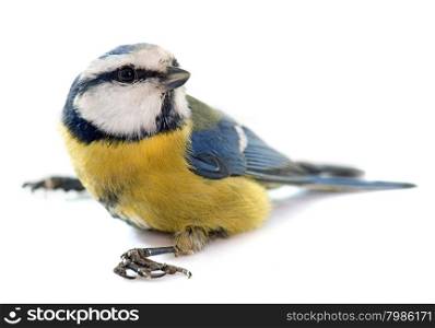 Eurasian blue tit in front of white background