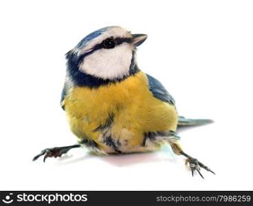 Eurasian blue tit in front of white background
