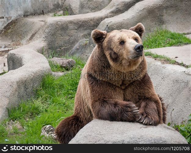 Eurasian brown bear (Ursus arctos arctos), also known as the European brown bear.