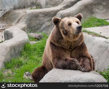 Eurasian brown bear (Ursus arctos arctos), also known as the European brown bear.
