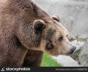 Eurasian brown bear (Ursus arctos arctos), also known as the European brown bear.