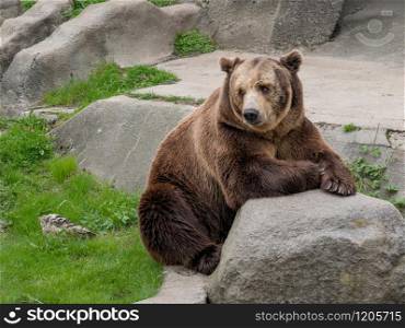 Eurasian brown bear (Ursus arctos arctos) on the rock