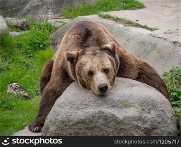 Eurasian brown bear (Ursus arctos arctos) on the rock