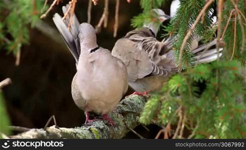 Eurasian Collared Dove couple self cleaning