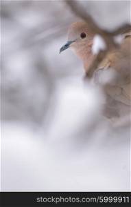 Eurasian Collared-Dove in winter time