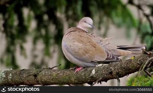 Eurasian Collared Dove self cleaning