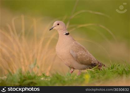 Eurasian collared dove, Streptopelia decaocto.. Eurasian collared dove, Streptopelia decaocto perched on the ground