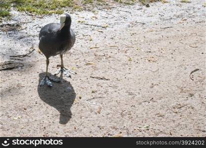 Eurasian Coot, Coot, Fulica atra on land and grass