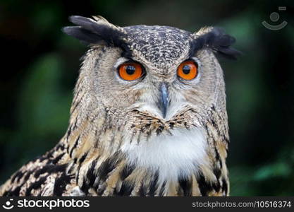 Eurasian Eagle Owl