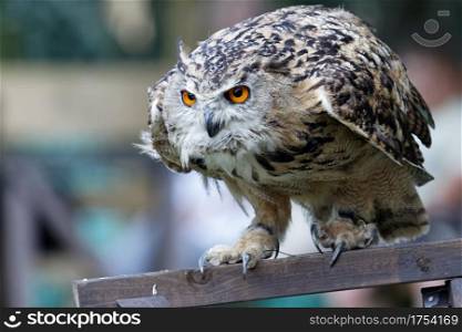 Eurasian Eagle-Owl (Bubo bubo)