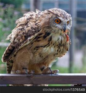 Eurasian Eagle-Owl (Bubo bubo) being rewarded with a chick&rsquo;s leg