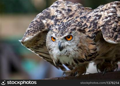 Eurasian Eagle-Owl (Bubo bubo) preparing for flight