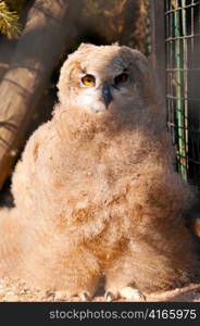 Eurasian Eagle-owl is sitting on branch in zoo