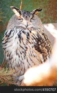 Eurasian Eagle-owl is sitting on branch in zoo