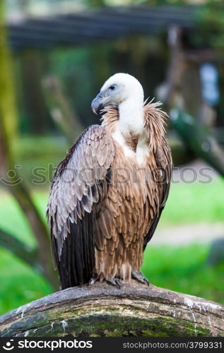 Eurasian griffon. vulture