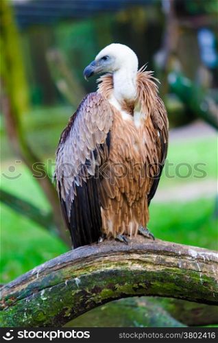 Eurasian griffon. vulture