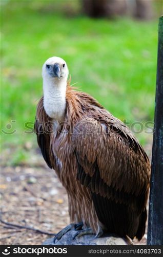 Eurasian griffon. vulture