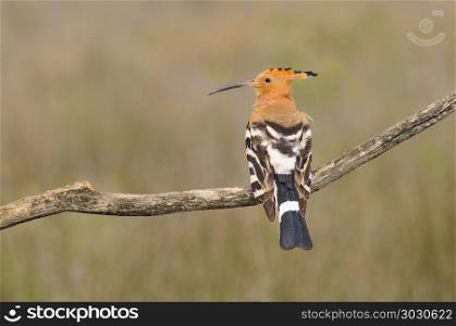 Eurasian Hoopoe or Upupa epops, beautiful brown bird.. Eurasian Hoopoe or Upupa epops, beautiful brown bird perching on branch waiting to feed its chicks with brown background.